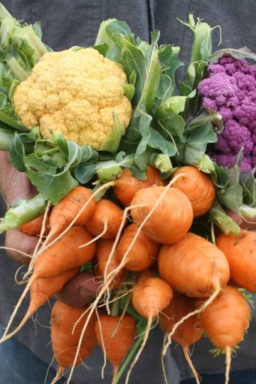 a person holding a bunch of carrots, cauliflower and other vegetables