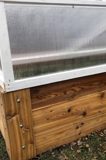 Apicture of a cold frame garden with a wooden base and a plastic white top, just one of fiive cold frame gardening ideas.
