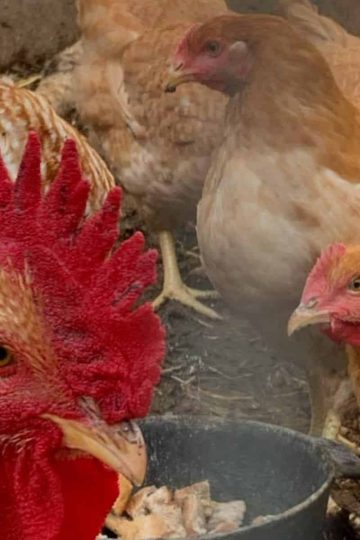 a group of light brown chickens and a rooster in a pen eating out of a black cast iron pot.