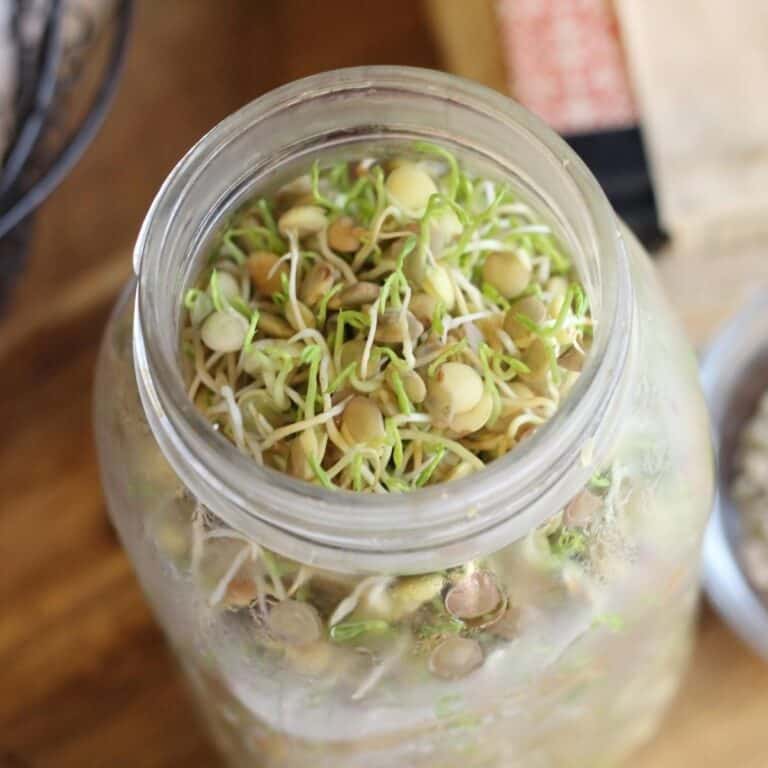 Lentil sprouts in a glass jar