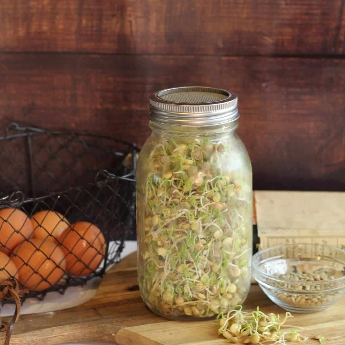 How to Grow Lentil Sprouts An Off Grid Life