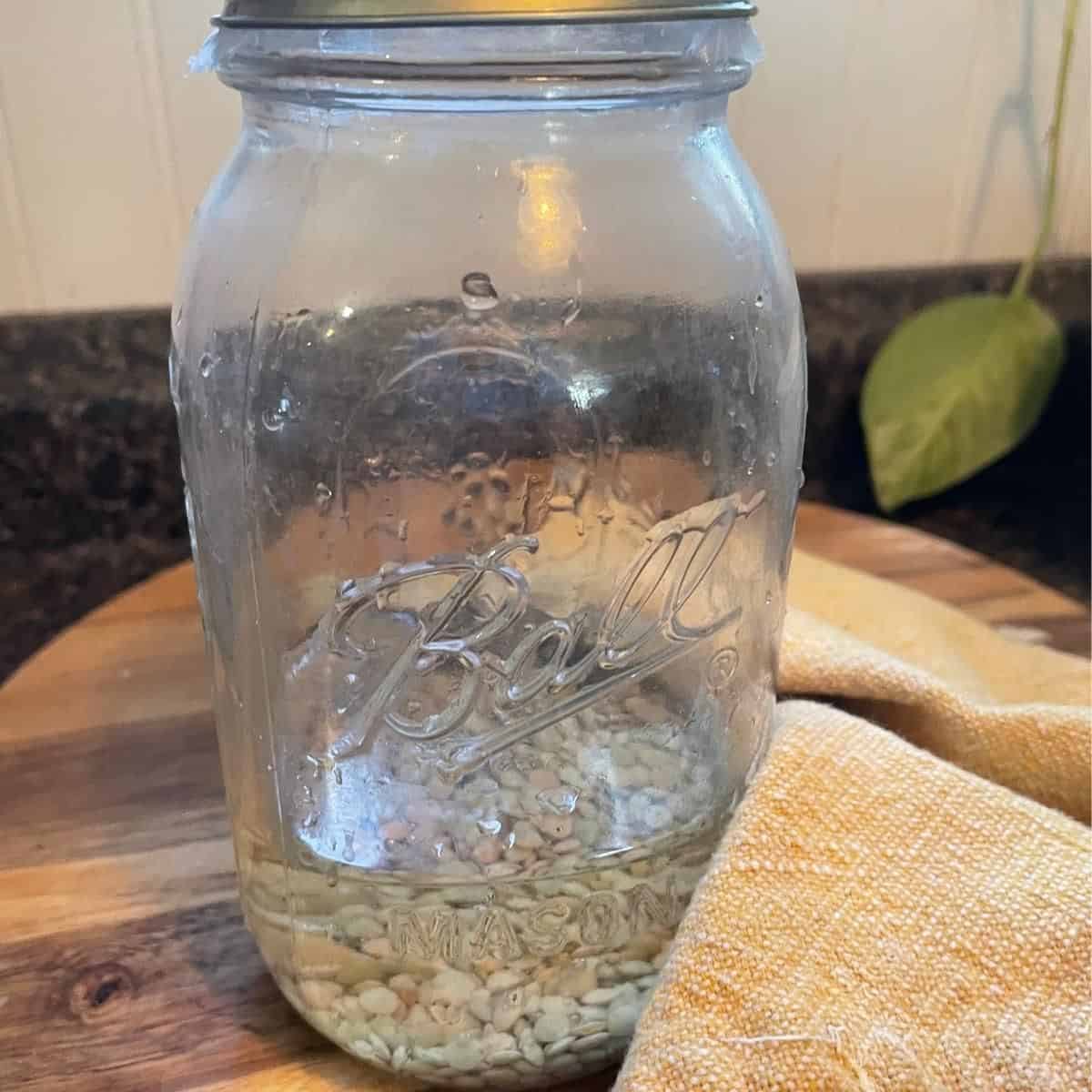 How to Grow Lentil Sprouts - An Off Grid Life