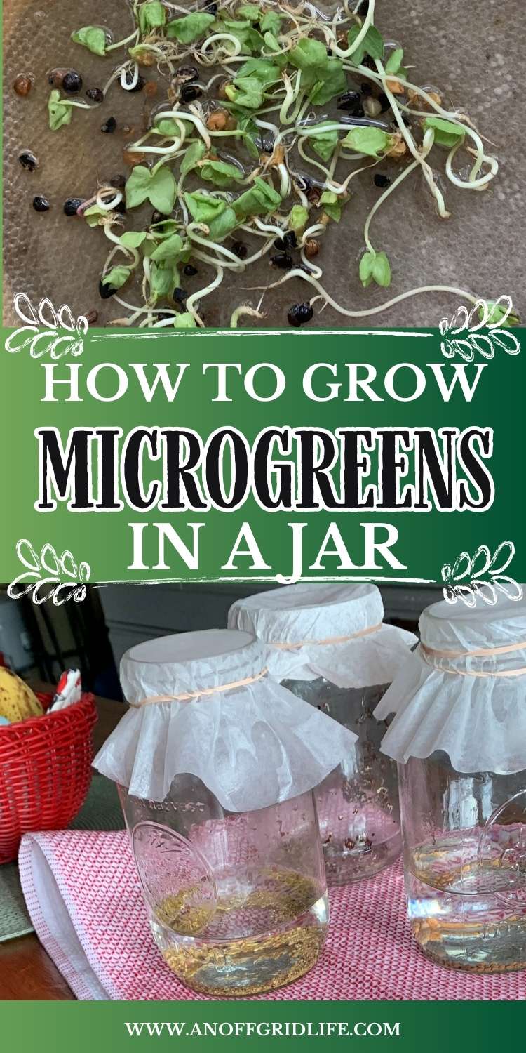HOW TO GROW MICROGREENS AT HOME IN A JAR intelligence overview