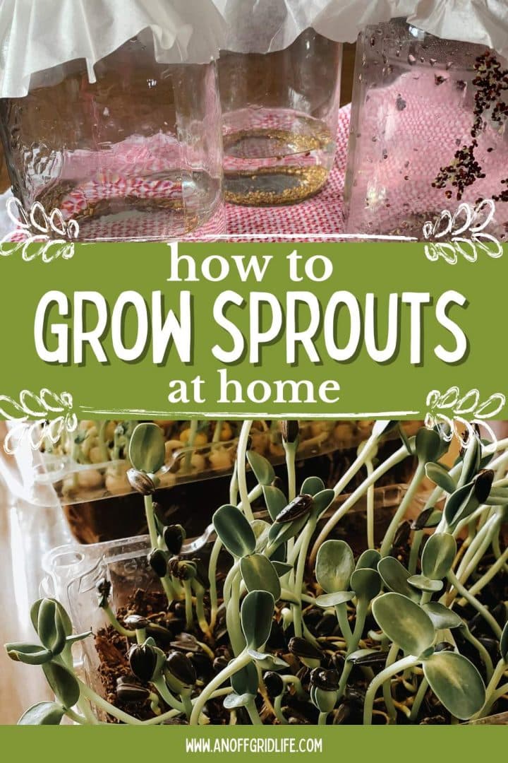 A close up of sprouts growing in a tray.