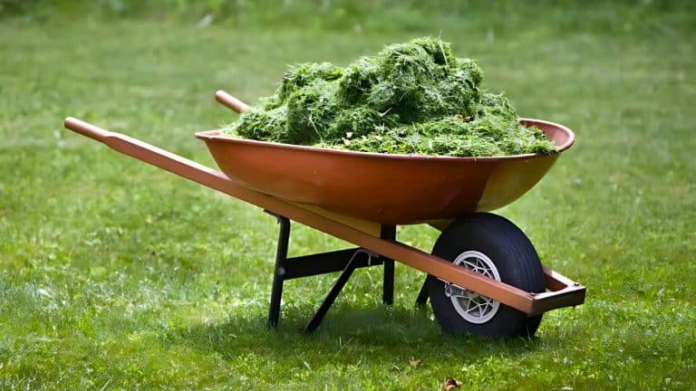 A wheelbarrow filled with grass clippings sits on a grassy lawn.