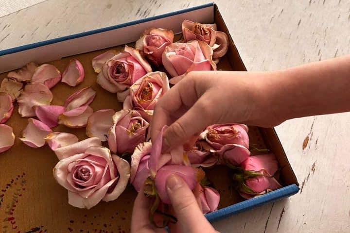 A pair of hands handling wilted pink roses in a cardboard box on a wooden surface, with scattered rose petals.