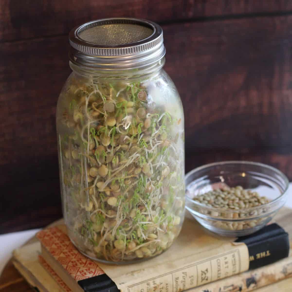 DIY Sprouting Lids for Mason Jars - An Off Grid Life