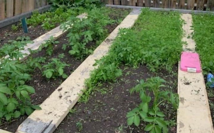 a picture of a planned garden with green plants and wooden walking boards