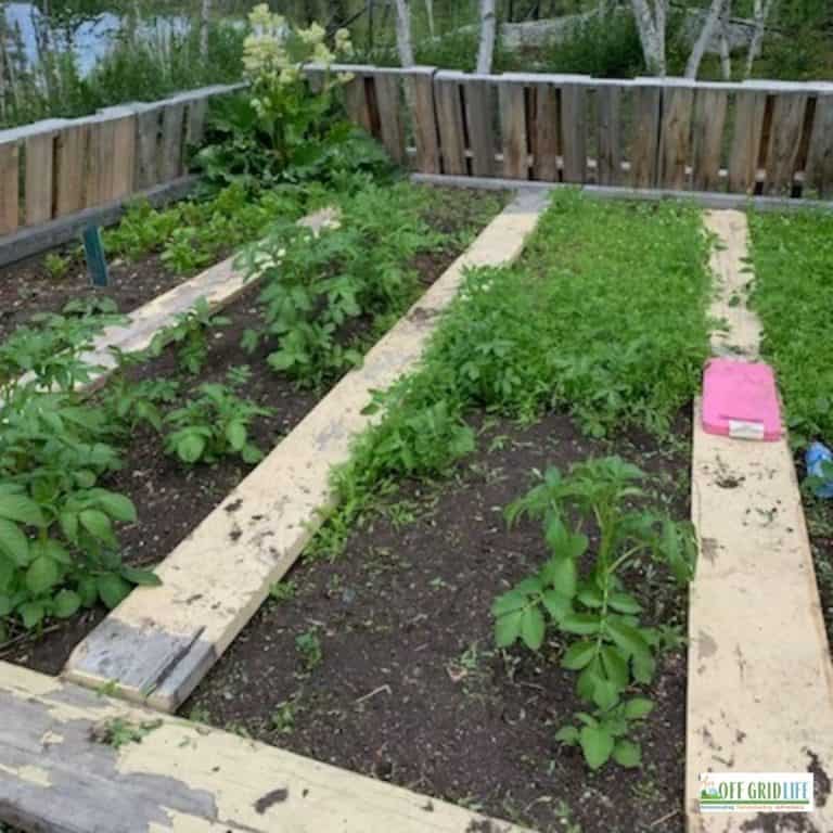 a picture of a planned garden with green plants and wooden walking boards