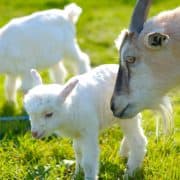 How to Raise Goats
