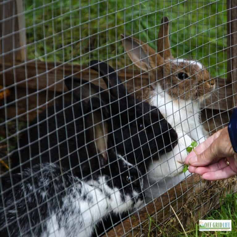 three rabbits in a rabbit hutch outdoors being fed a leafy green through a wire fence.