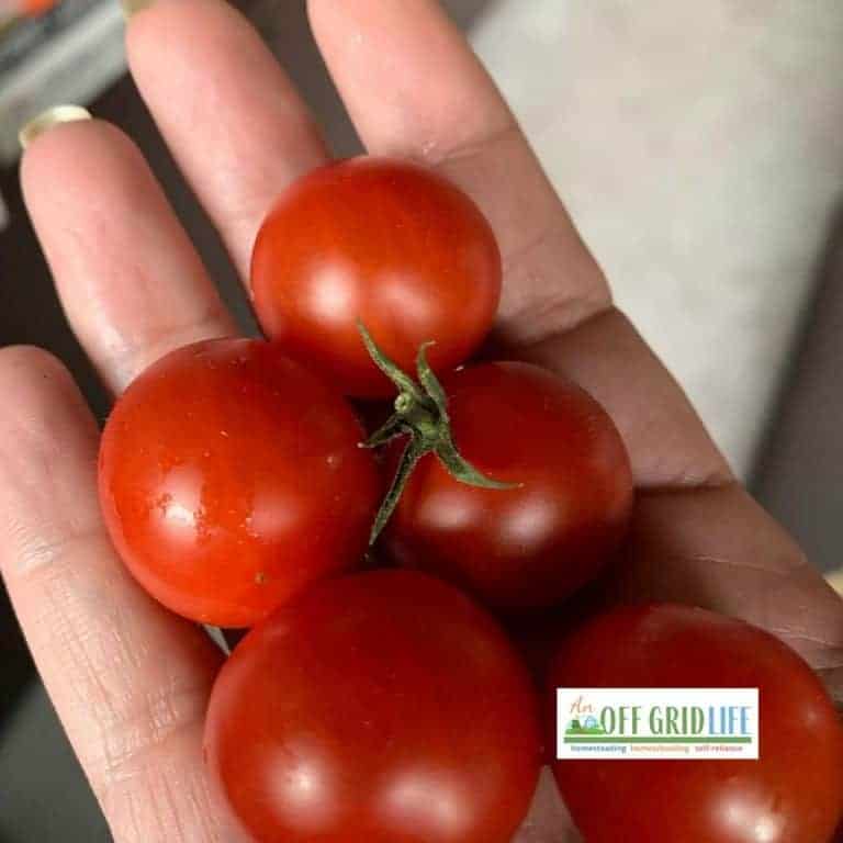 hand holding fresh cherry tomatoes grown from seeds saved