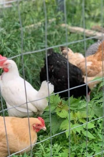 4 different chickens kept in an outdoor pen.