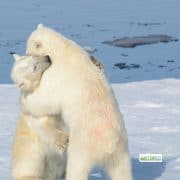 How to Study Polar Bears.