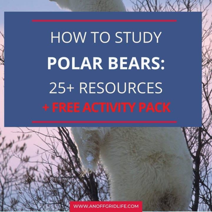 How to study polar bears 25 resources free activity pack.