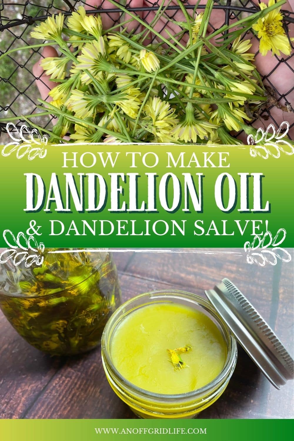 Dandelion Oil How to Make and Use Oil and Salve