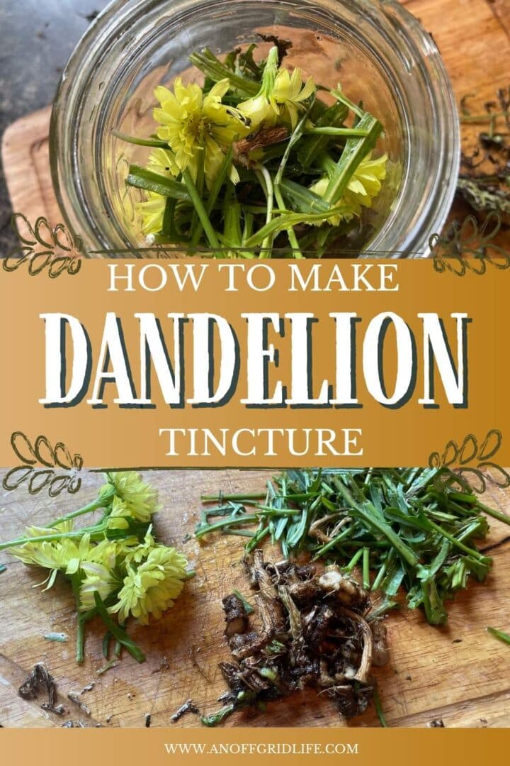 How to Make Dandelion Tincture: Health Benefits & Uses - An Off Grid Life