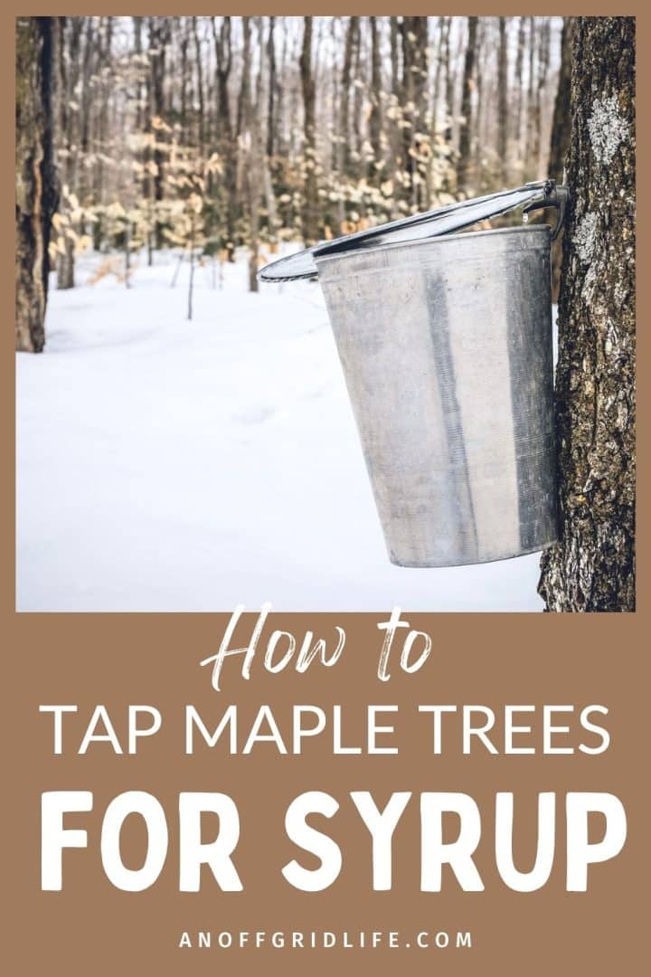 Metal bucket collecting sap from a maple tree in a snowy forest, with text: "How to Tap Maple Trees for Syrup.