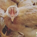 Best Chicken Breeds for Backyard Coop Success