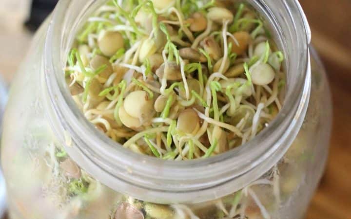 Microgreens in a jar on a wooden table.