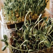 A group of sprouts growing in a tray.