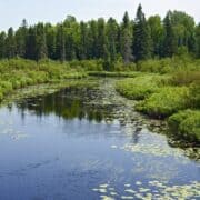 River with lily pads and forest in background