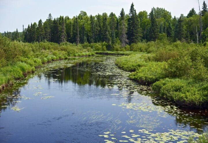 River with lily pads and forest in background