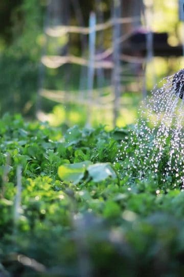 a watering can spraying water over a green vegetable garden