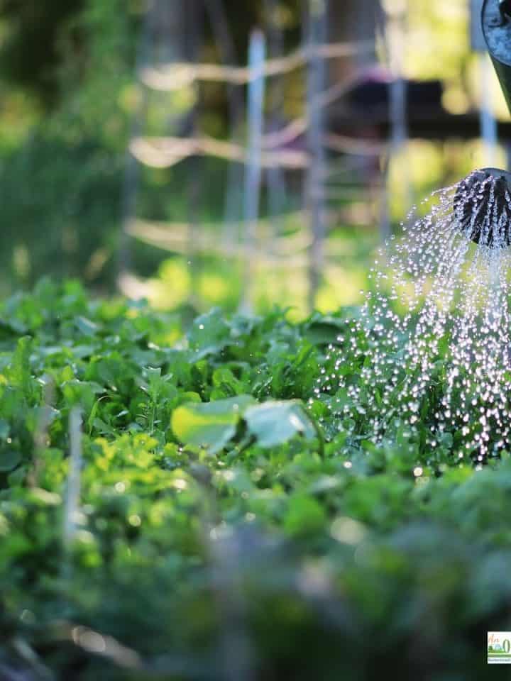 gardening-archives-an-off-grid-life