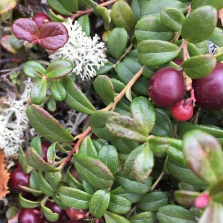 Low brush cranberries in winter