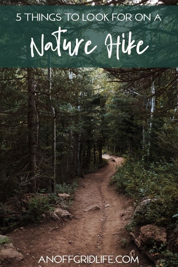 5 Things to Look for on a Family Nature Hike