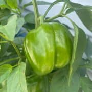 A green bell pepper growing on a plant with lush leaves.