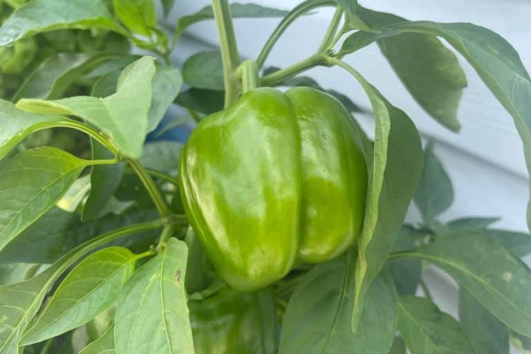 A green bell pepper growing on a plant with lush leaves.
