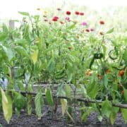 Pepper plants and marigolds in a potager garden