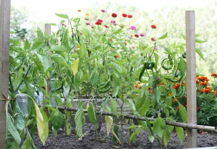 Pepper plants and marigolds in a potager garden