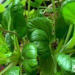 Permaculture design principles