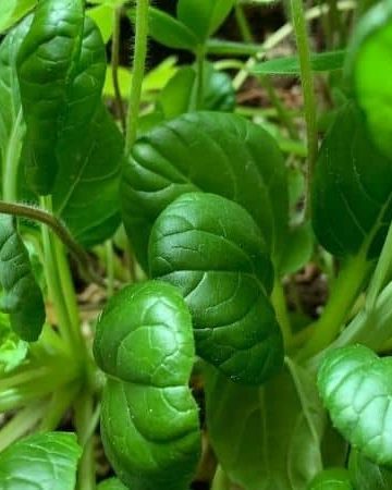 Permaculture design principles