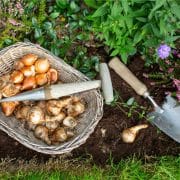 A wicker basket with flower bulbs, a trowel, and a bulb planter lies on soil beside green plants and purple flowers in a garden.