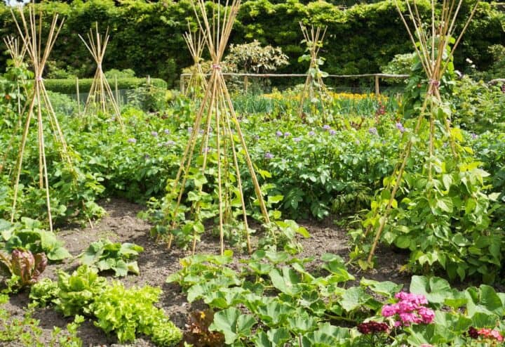 Potager gardening with the three sisters method.