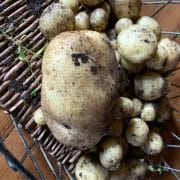 A wicker basket contains a large, dirt-covered potato surrounded by smaller potatoes, all with bits of soil attached.