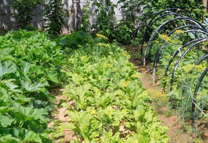 Rows of vegetables and herbs in a potager garden