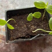 Seeds sprouting in container