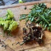 Prepping dandelions for tincture.