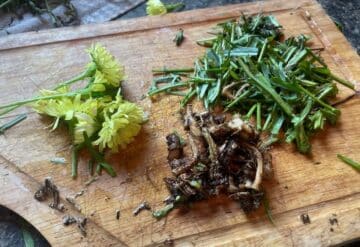 Prepping dandelions for tincture.