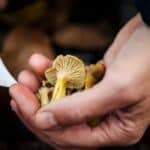 a hand holding several freshly picked mushrooms