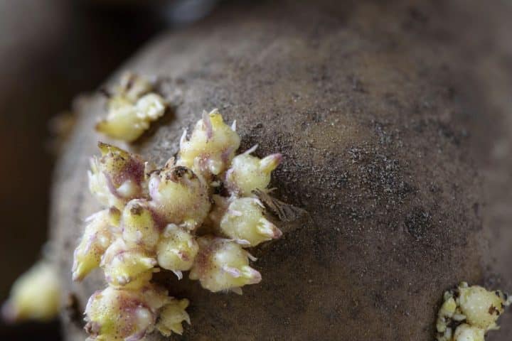 Close-up of a potato with sprouting eyes, displaying clusters of yellowish buds against its rough brown skin.