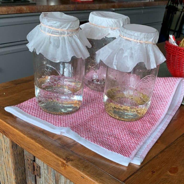 HOW TO GROW MICROGREENS AT HOME IN A JAR visual data 3