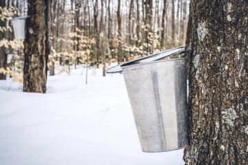 A metal bucket collects sap from a tree in a snowy forest setting, used for making maple syrup.