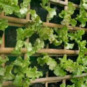 Growing lettuce vertically.