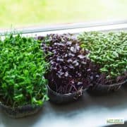 three containters of fresh green herbs on a windowsill in a kitchen garden